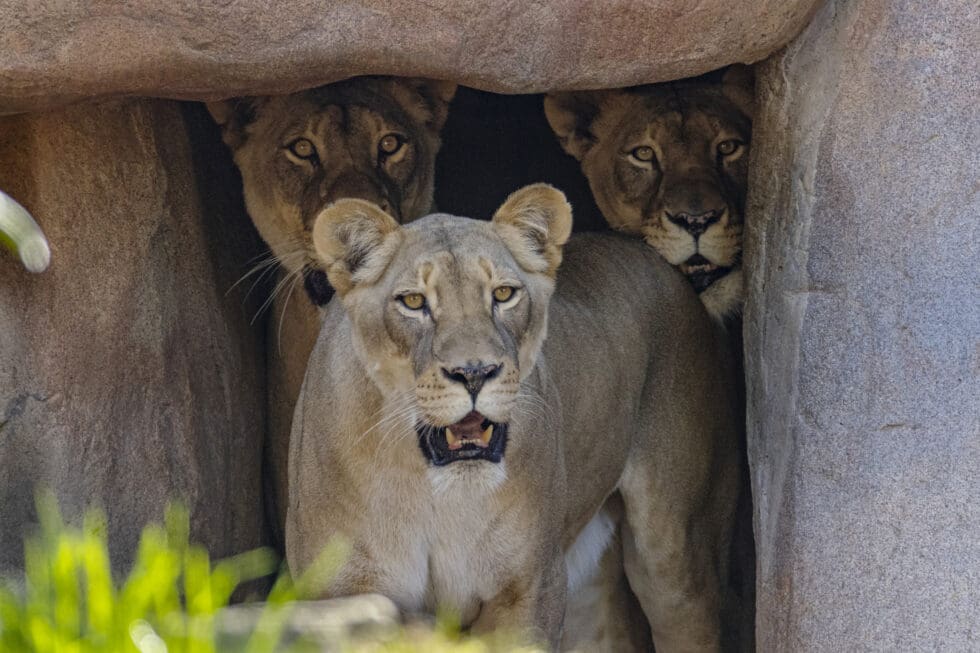 San Diego Zoo Safari Park Welcomes Three Female Lions | California Zoos