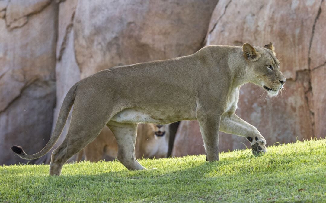 San Diego Zoo Safari Park Welcomes Three Female Lions