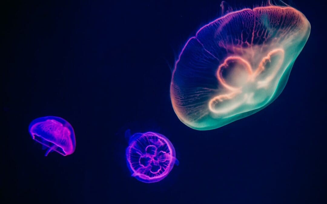 Newest Monterey Bay Aquarium exhibition Into the Deep: Exploring Our Undiscovered Ocean opens April 9, 2022
