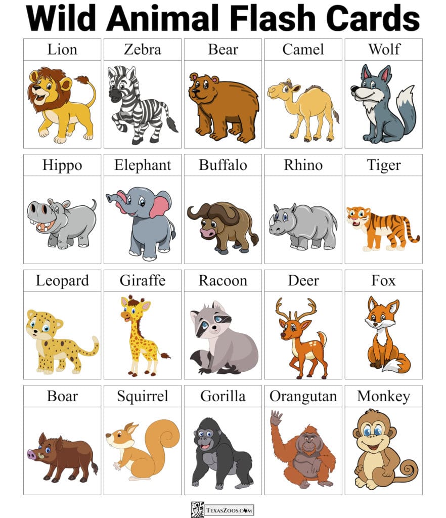 Zoo Flashcards: A Fun Way To Learn Animals! | California Zoos