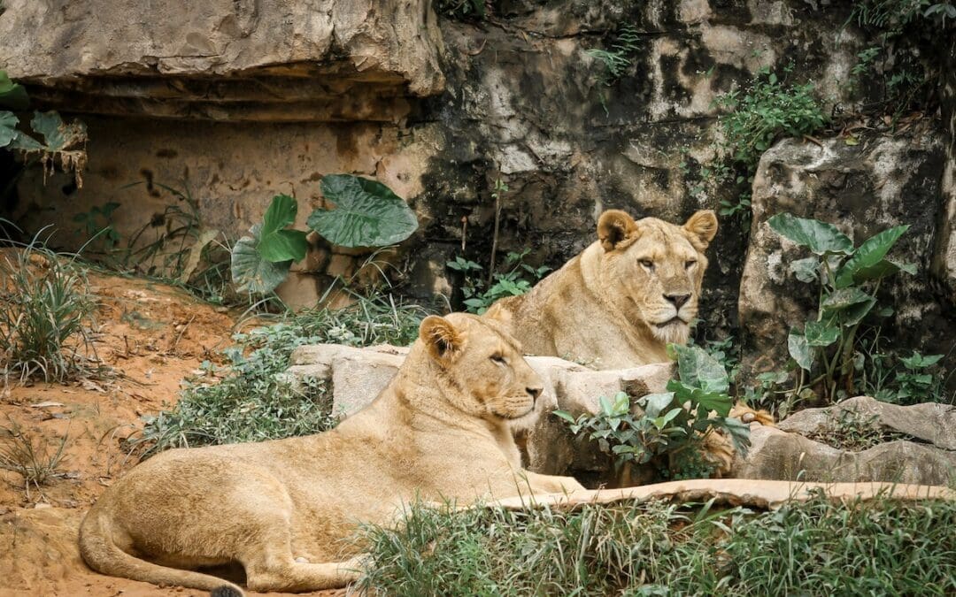 Big Cats at the Zoo – Fun Facts Everyone Should Know!