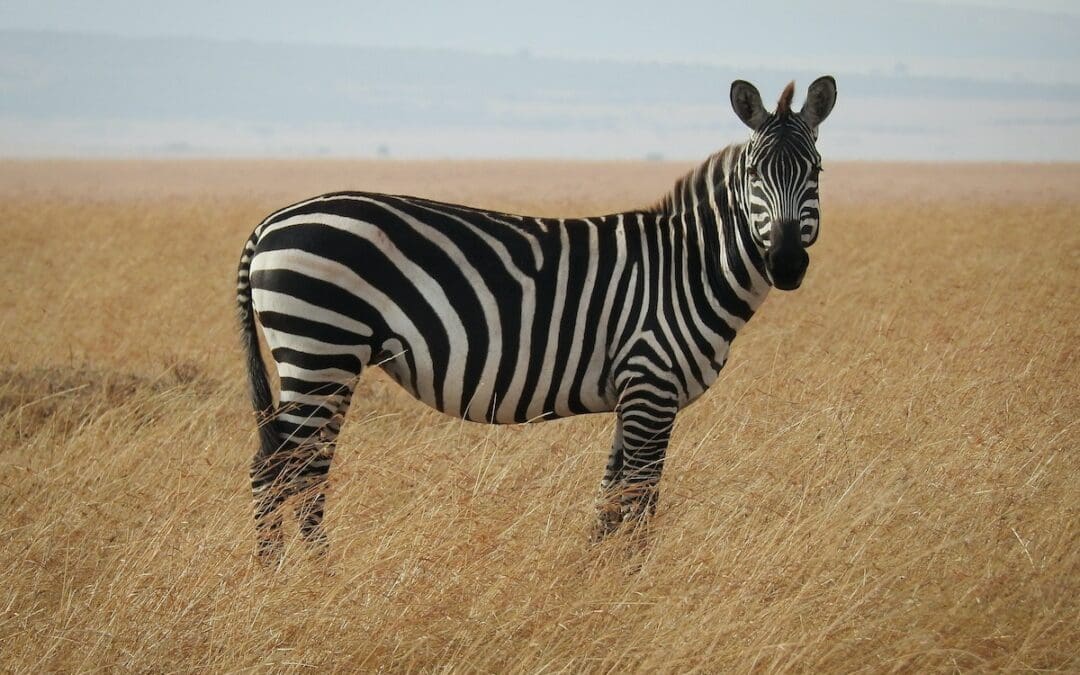 10 Fun Facts about Zebras