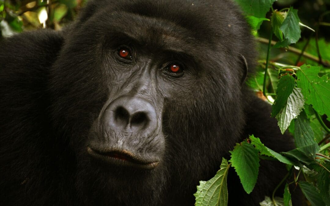 Los Angeles Zoo Spearheads Biodiversity Conservation in the Democratic Republic of Congo