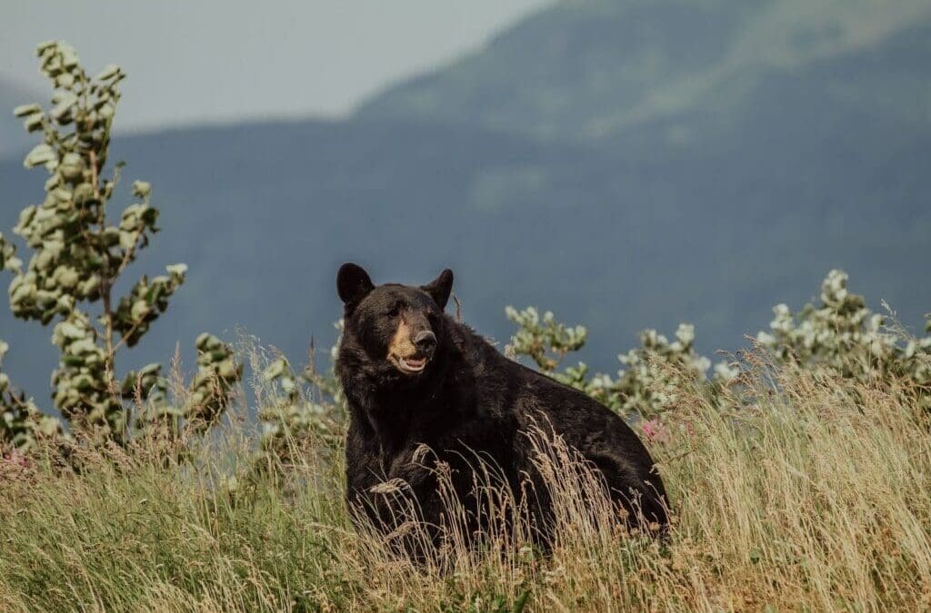 10 Fun Facts About the American Black Bear